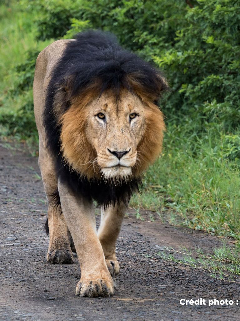 lion marchant sur la route